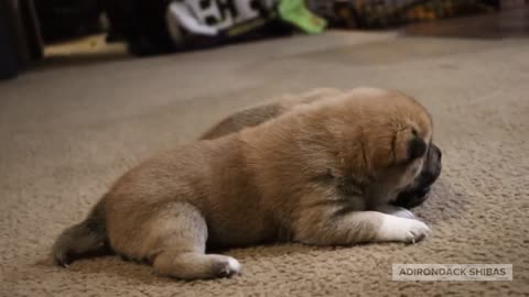 3 week old Shiba inus learning to play