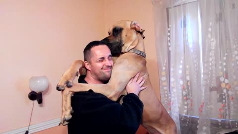 It's not easy to hug a Great Dane!