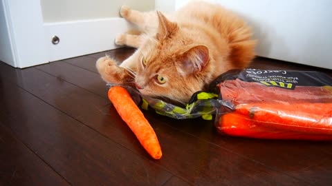 Cat Has Strange Obsession With Carrots