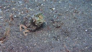 Crab Carrying Jellyfish for Camouflage