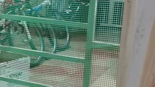 Cat Climbs Through Gate With Her Kittens