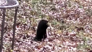 Muskrat eating a apple