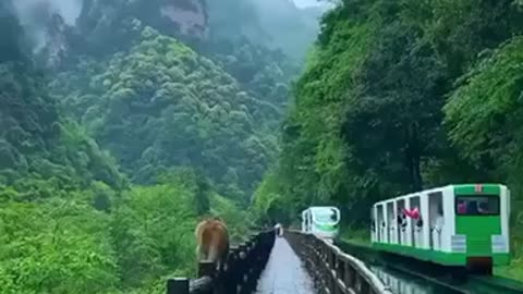 China a place where monkeys roam free and he sound of nature surrounds you