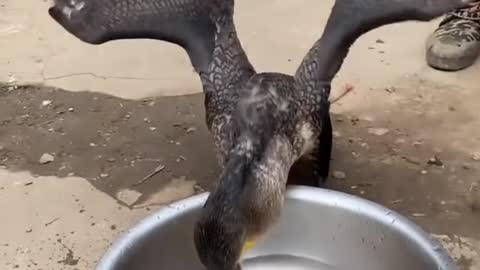 Great Cormorant Bird eating whole fish instantly