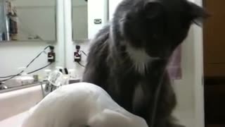 Cacatúa intenta hacerse amiga de un gato desesperadamente