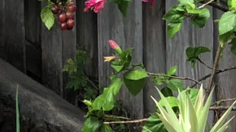 Backyard Birds Northern Cardinal’s male and female