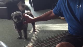 Dog attacks his Grandpa with kisses