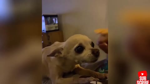 Funny and angry dogs and cats from TikTok see everything.