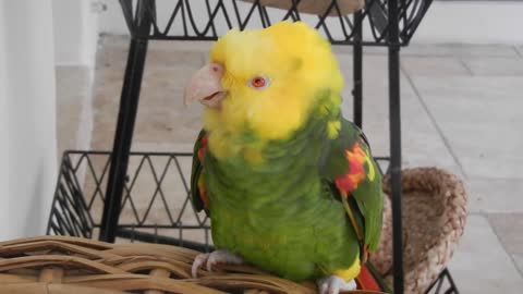 My parrot Happy Birthday