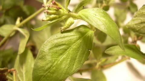 Sete sangrias ( Cuphea Carthagenensis ) serve para abaixa a pressão alta