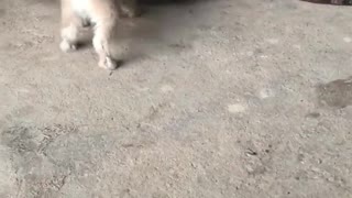 Puppies Learning to Walk