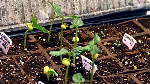 Germinating Black Eyed Peas, Time Lapse