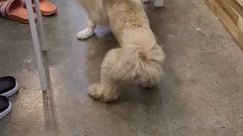 a dog that plays with a friend