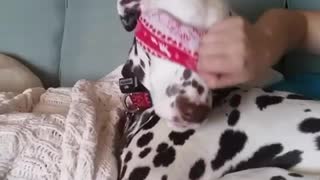 Black white dog dalmatian goes to sleep after pink sleeping mask is pulled down