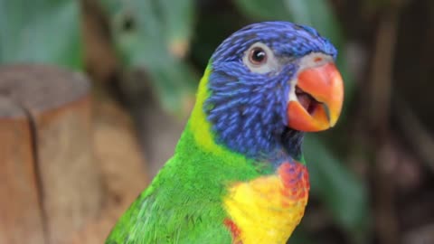 best kinfd of parot ever ful of colors
