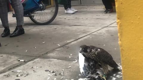 Falcon Feasts on Fellow Fowl