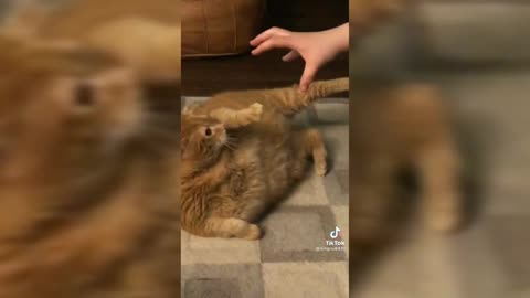 Funny Cat Video