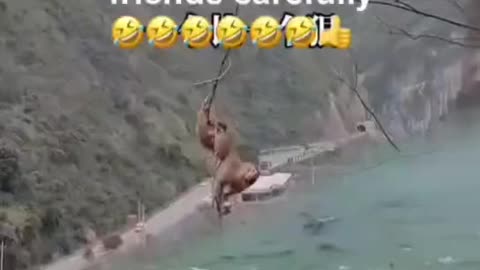 Funny videos monkey friend