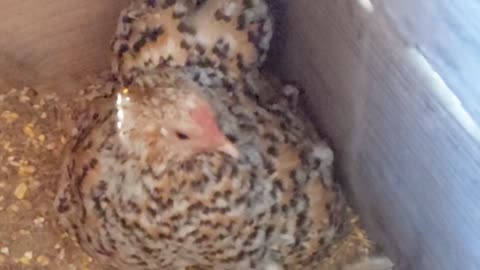 Broody Bantam Chicken with Baby Chicks