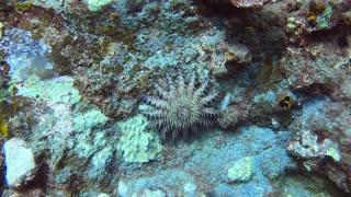 Crown of thorns Starfish