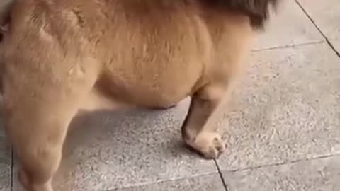 short funny video of dog