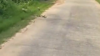 Monitor Lizard Picks The Worst Time to Cross Road