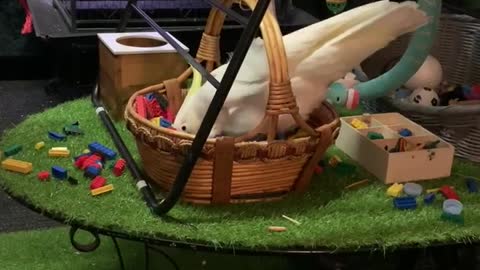 Crazy cockatoo makes gigantic mess with basket of Leggos