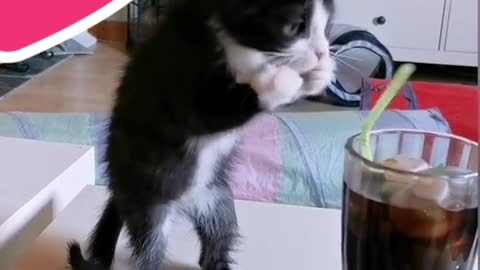 Kitten tries drink soda with straw