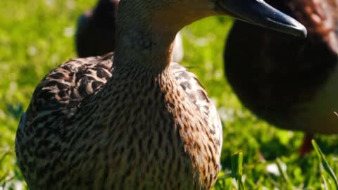 beautiful duck❤