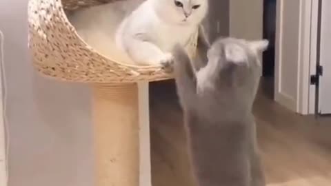 Cat love story | cute cat video