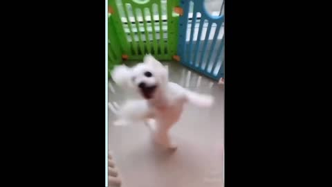 Dog Jumping and Dancing To FAST Music. Really Awesome.