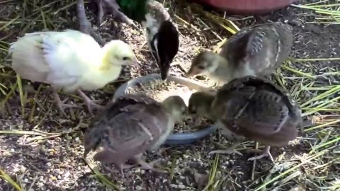 Baby Peacocks Eating Mealworms With Their Mom - One white One