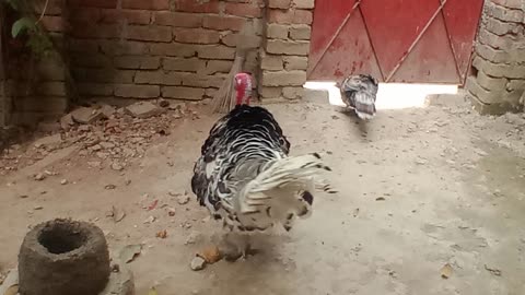 Intelligent Turkey