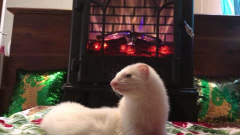 Ferret holiday yuletide fire video with Christmas music