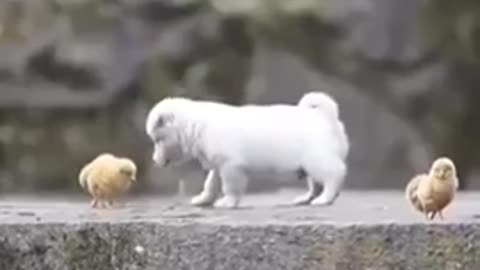 Charming puppy playing with chickens.