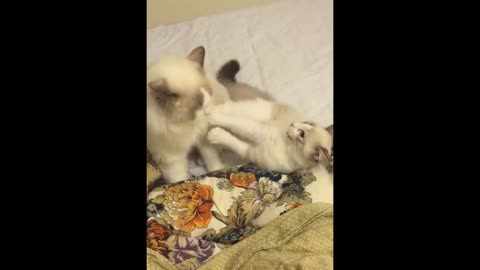 Muppet cats' judo competition! [daily video of Jiumei Youdi's super cute]