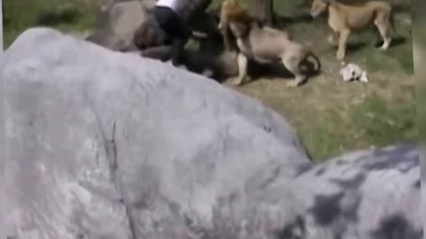 Crazy Man Entered The Lions Cage in Taipei Zoo Horrible News Video of man vs Lion