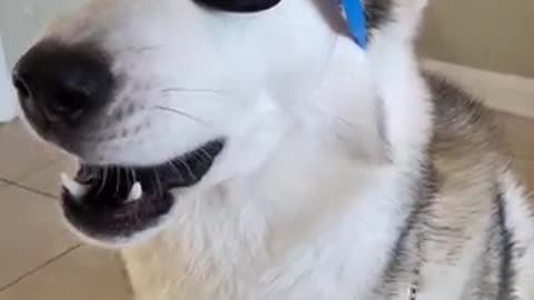 Husky Catches Flip-Trick Treat Like A Boss😍🎂🎈