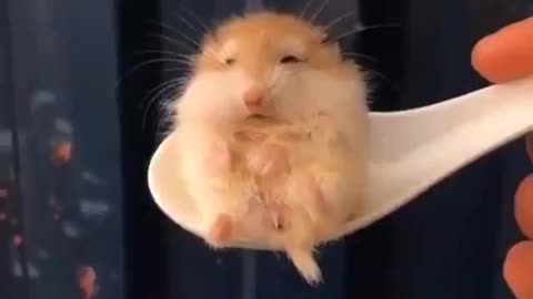 Little Hamster Sitting On A Spoon