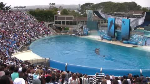 SeaWorld's old "Shamu" show (with trainers in the water!)