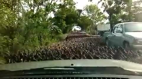 More than 100,000 ducks on the road