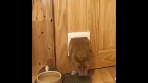 Fat cat struggles to enter door. See what happens!