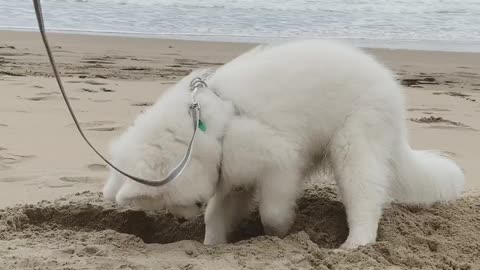 Samoyed puppy can't stop digging in the sand