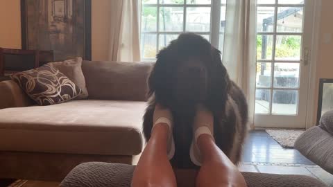 Newfoundland Enjoys Foot Scratches And Demands More