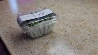 Microgreen 1/2 qt vented container