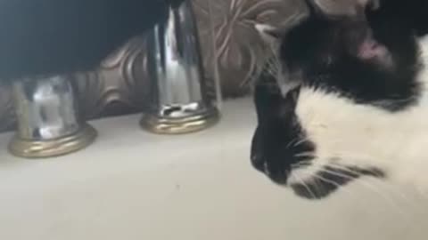 Cat drinks from kitchen tap