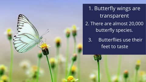 interesting fact about butterflies