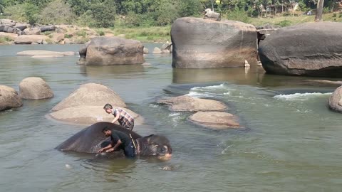 Two men washing temple elephant Lakshmi in the river