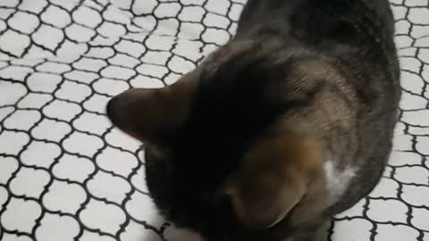 Cute cat give kisses