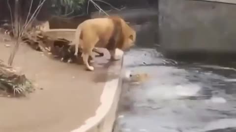 short funny lion video